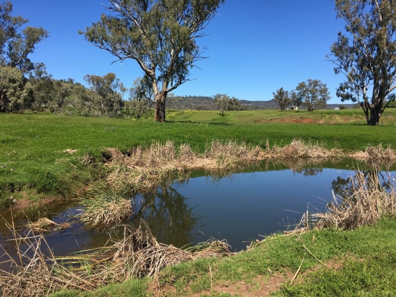 50 Wyuna Road “mt Mitchell”, Mullaley NSW 2379