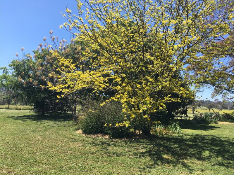 50 Wyuna Road “mt Mitchell”, Mullaley NSW 2379