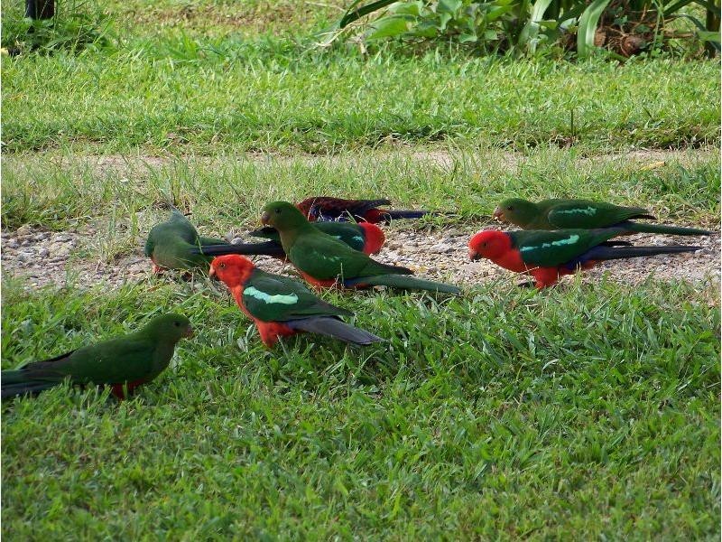 1737 Old Palmerston Highway, Ravenshoe QLD 4888