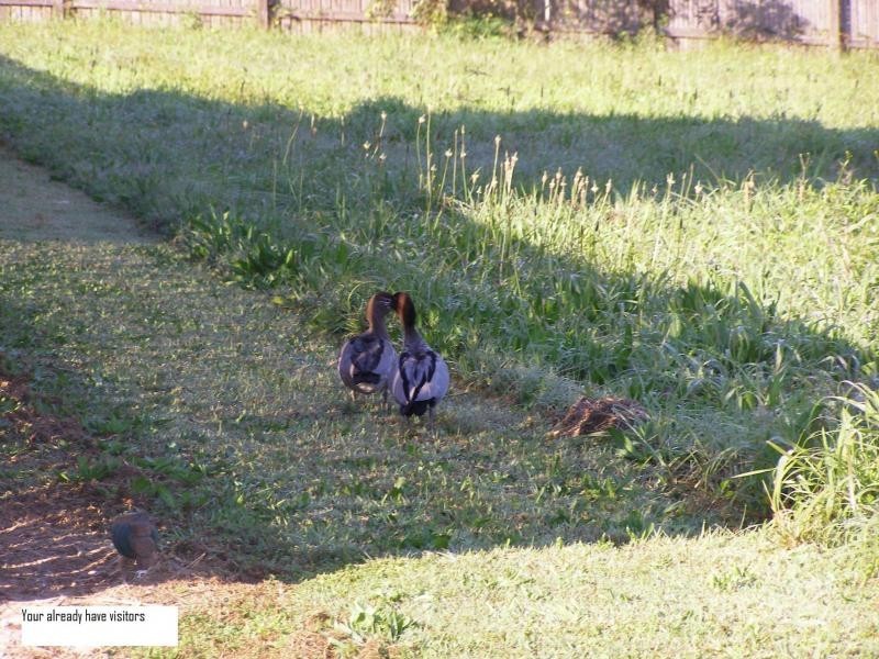 14 Eastbourne Terrace, Macleay Island QLD 4184