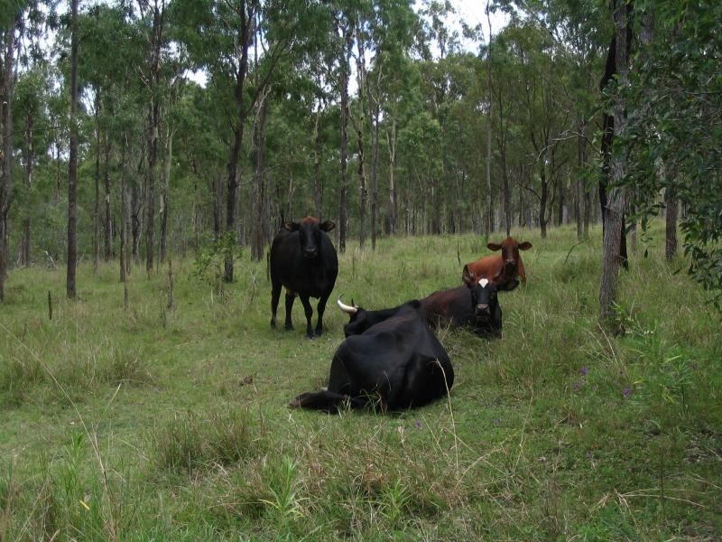 284 Pratts Road, Drinan QLD 4671