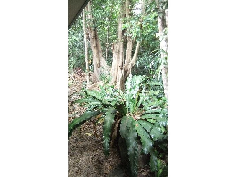 23 Douglas Track Road, Kamerunga QLD 4870