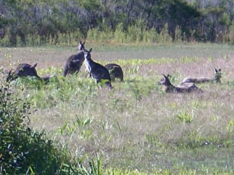52 Sanctuary Point Road, Sanctuary Point NSW 2540