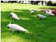 Pimpama QLD 4209