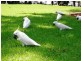 Chinchilla QLD 4413