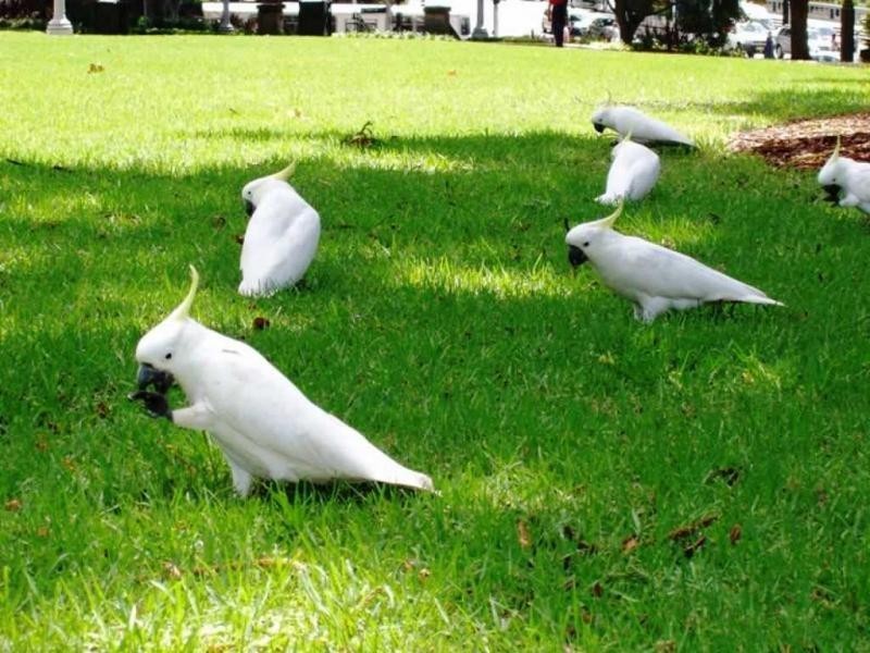 Chinchilla QLD 4413