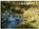 Eumundi QLD 4562