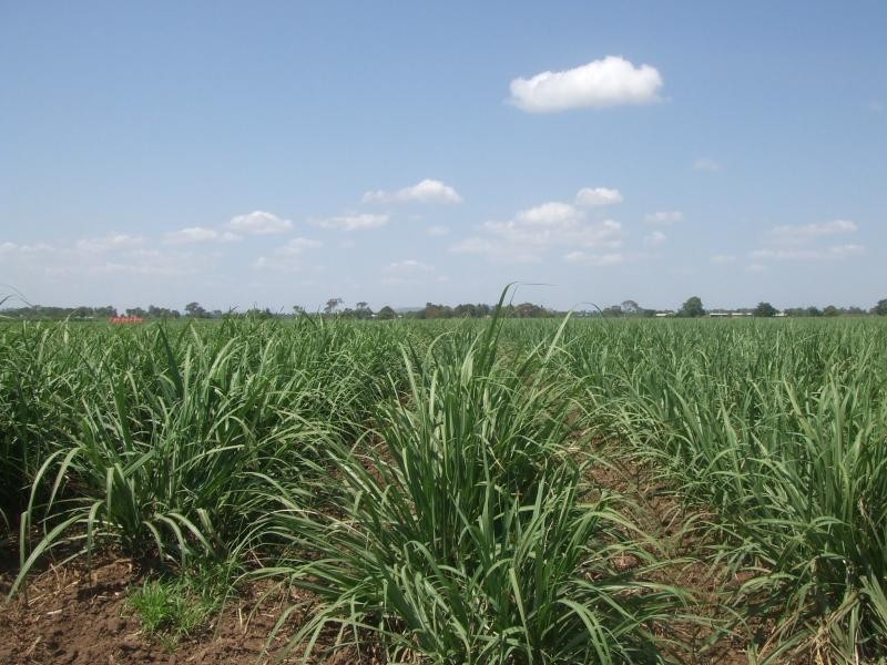 Rita Island QLD 4807