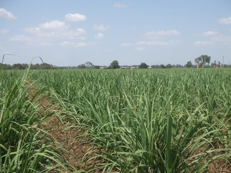 Rita Island QLD 4807