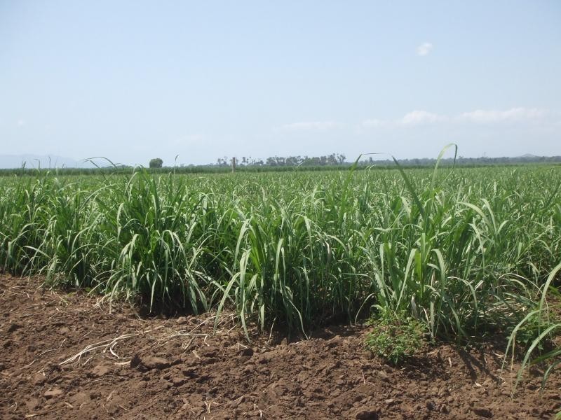 Rita Island QLD 4807