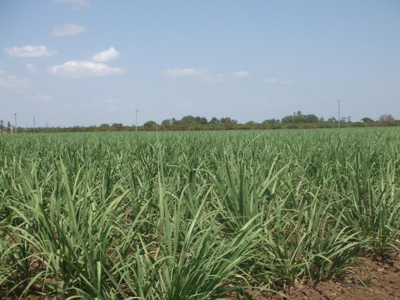 Rita Island QLD 4807