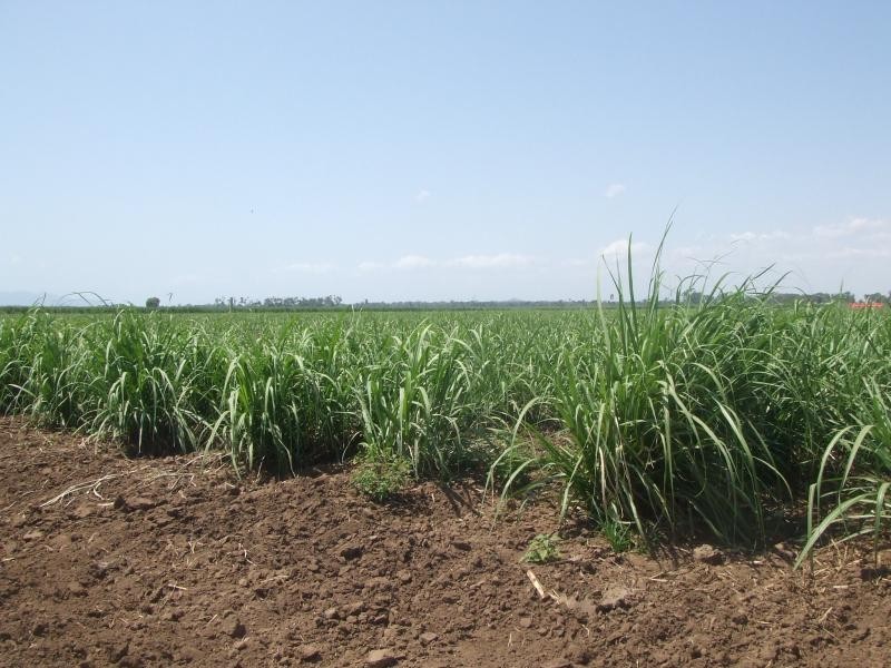 Rita Island QLD 4807