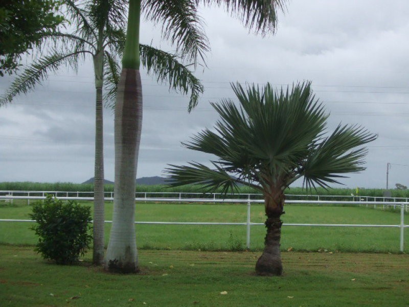Home Hill QLD 4806