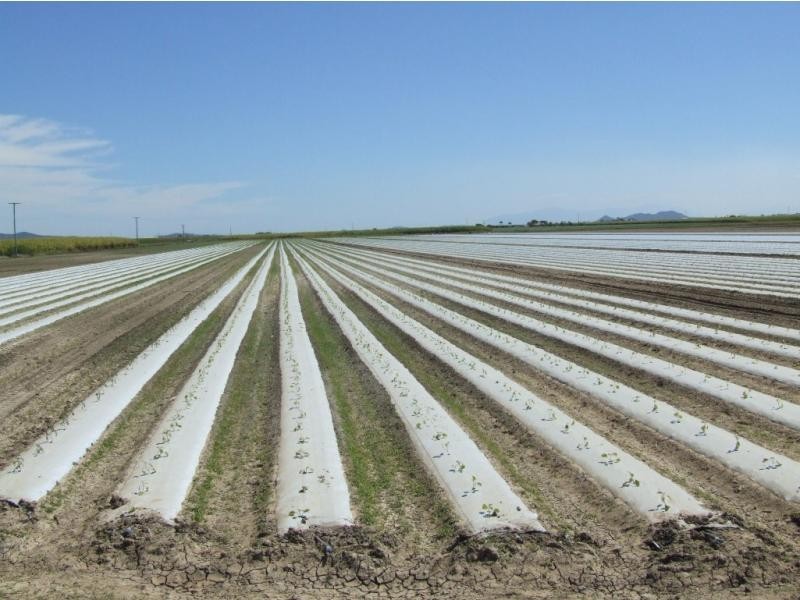 Fredericksfield QLD 4806