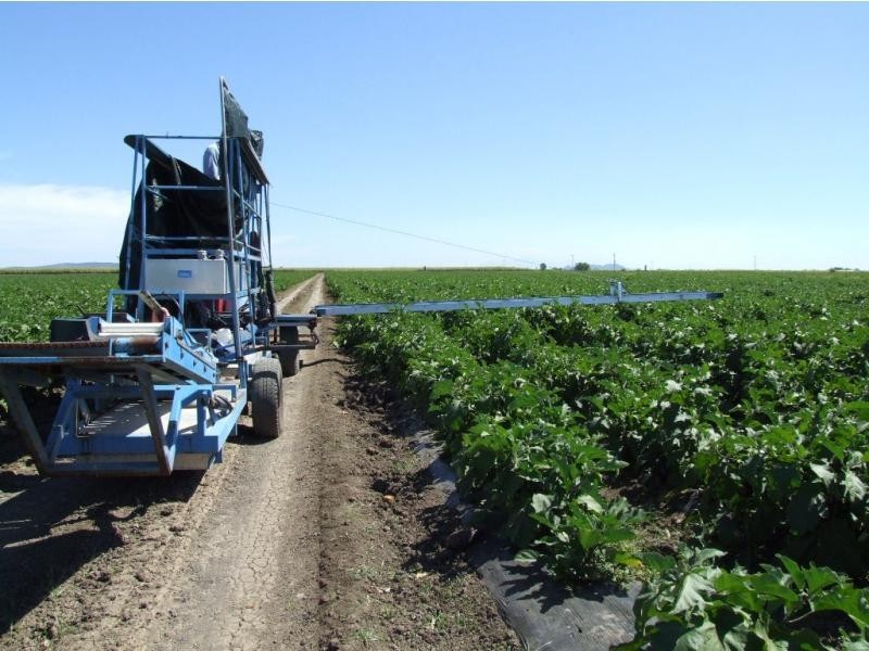 Fredericksfield QLD 4806