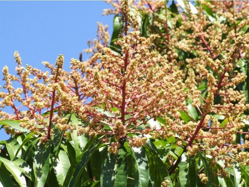 Fredericksfield QLD 4806