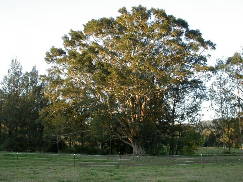 3 Oakey Creek Road, Jiggi Valley – Byron Bay Hinterland, Georgica NSW 2480