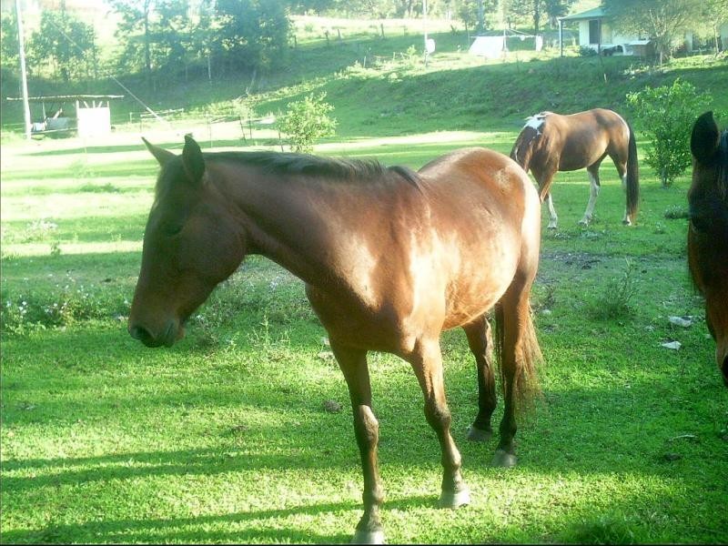 3 Oakey Creek Road, Jiggi Valley – Byron Bay Hinterland, Georgica NSW 2480