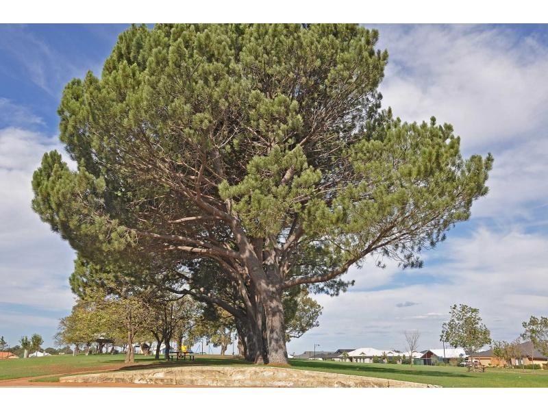 6 Angelica Way, Atwell WA 6164