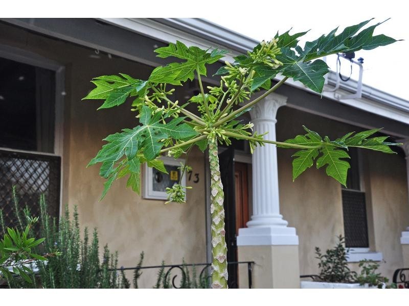 73 Attfield Street, Fremantle WA 6160