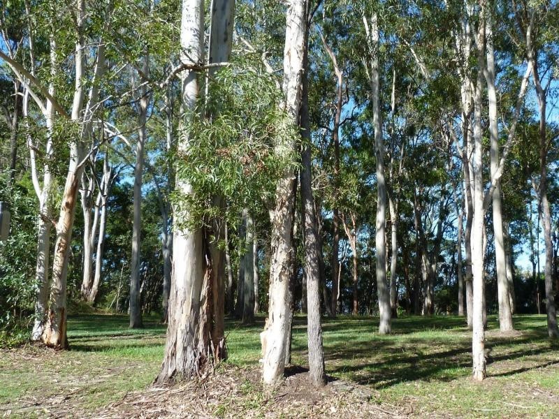 29 Morning Glory, Cooroibah QLD 4565