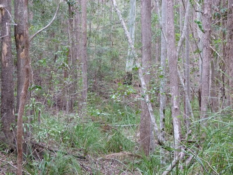 26 Little Springs Lane, Lake Macdonald QLD 4563