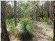 164 Carriage Way, Cooroibah QLD 4565