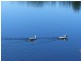 Lake Macdonald QLD 4563