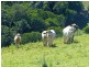 Cooroy QLD 4563