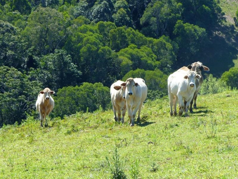 Cooroy QLD 4563