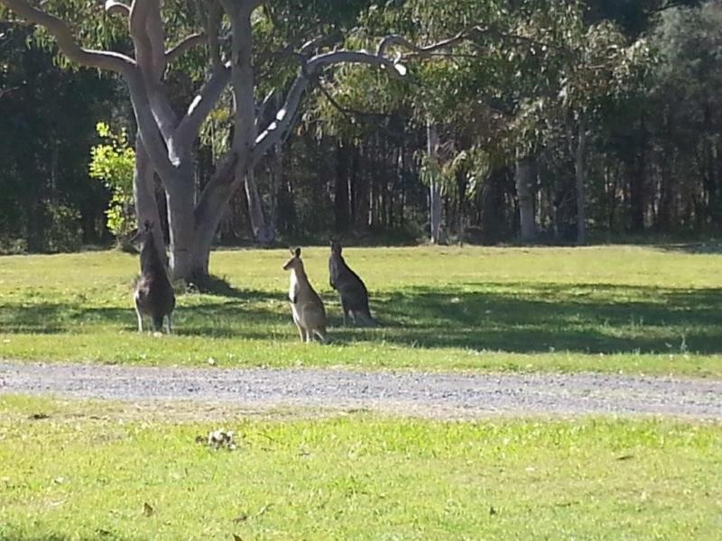 13 Honey Gem , Coolah, Cooroibah QLD 4565