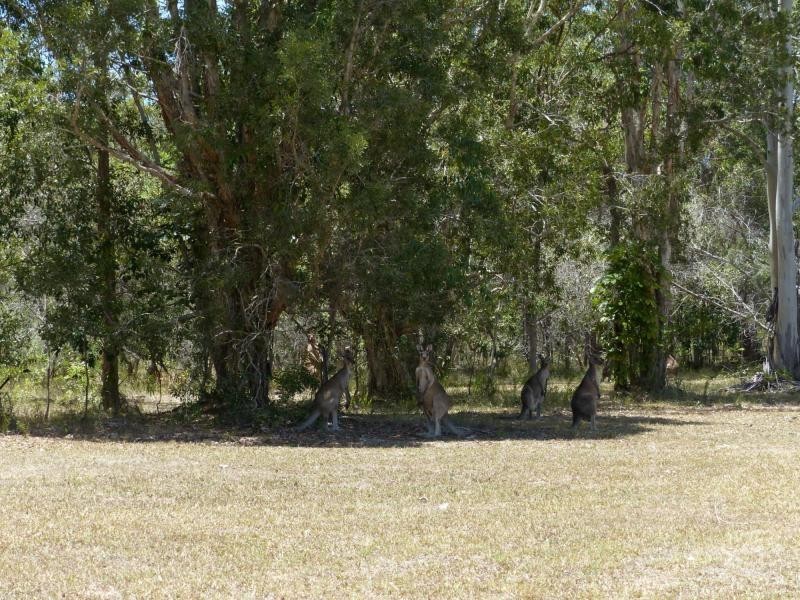 6A Amaroo Place, Cooroibah QLD 4565