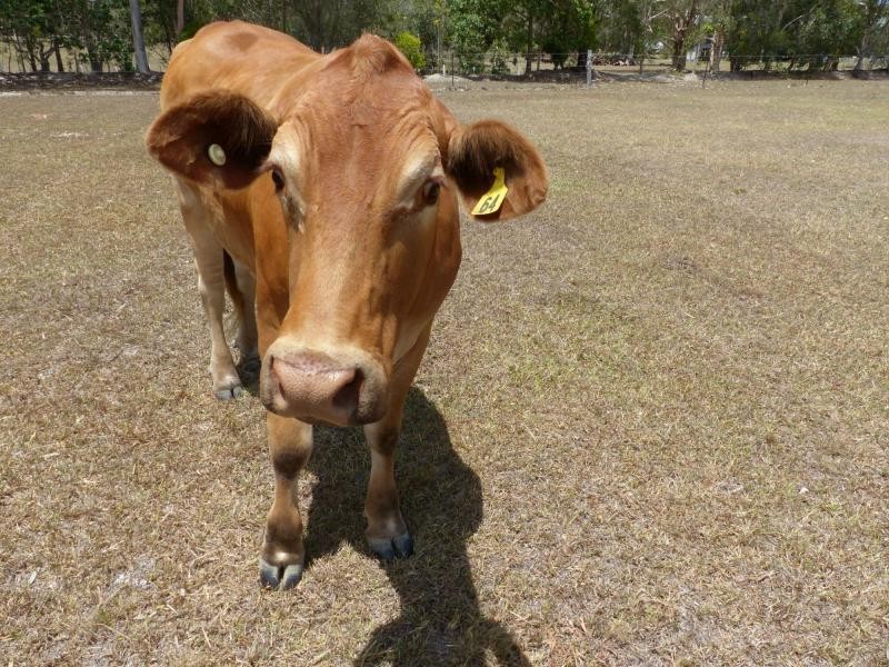 6A Amaroo Place, Cooroibah QLD 4565