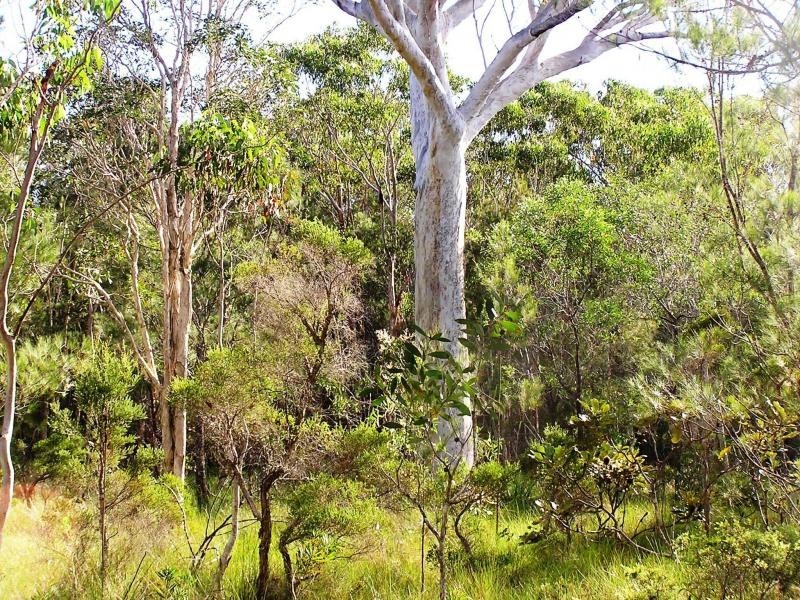 Lot 19 Morning Dew Close, Noosa Country, Cooroibah QLD 4565
