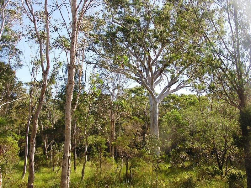 Lot 19 Morning Dew Close, Noosa Country, Cooroibah QLD 4565