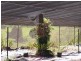 Lot 2 Happy Jack Road, Forest Acre, Lake Macdonald QLD 4563