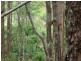 26 Little Springs Lane, Lake Macdonald QLD 4563