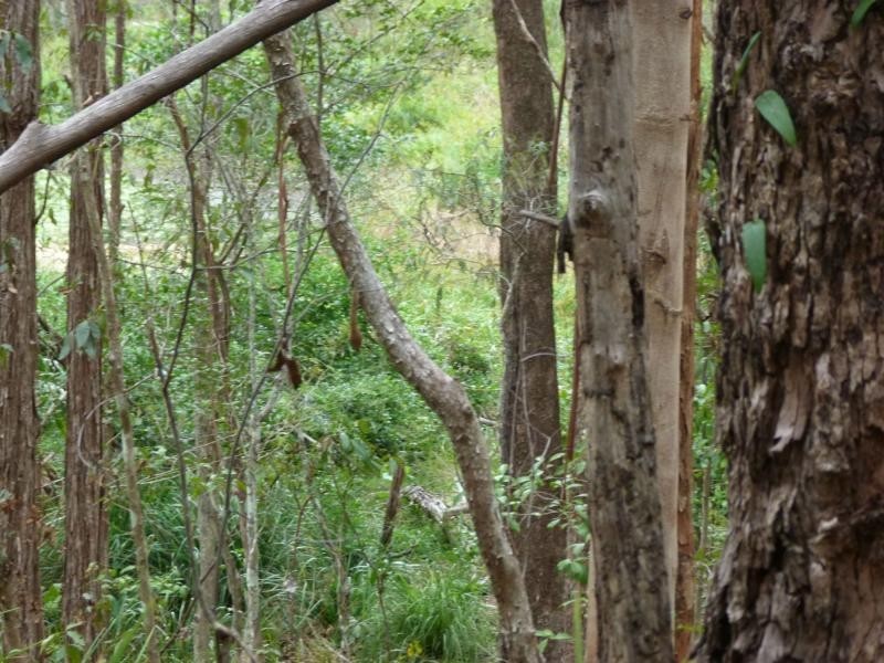 26 Little Springs Lane, Lake Macdonald QLD 4563
