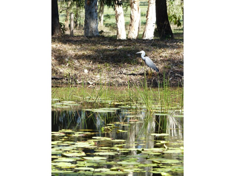 24/Tronson Road, Ringtail Creek QLD 4565