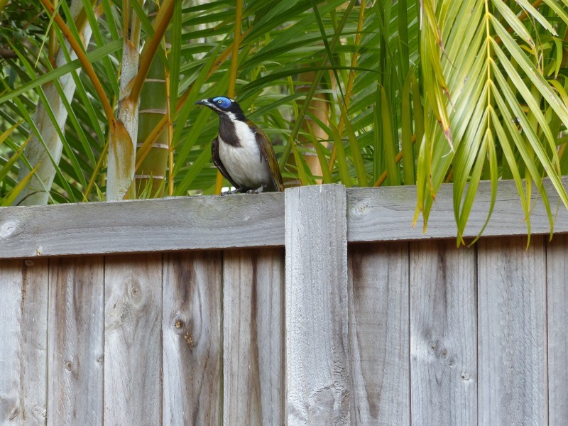 9 Park View Court, Tewantin QLD 4565