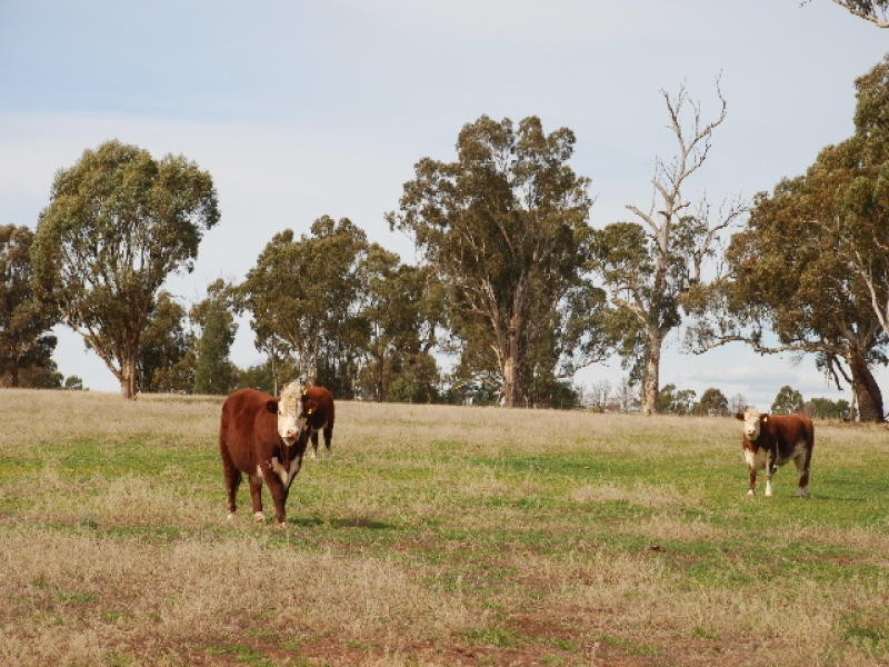 00 Nolans Road, Barooga NSW 3644