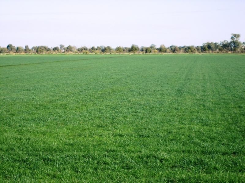 Lot 2 Piney Road, Tocumwal NSW 2714