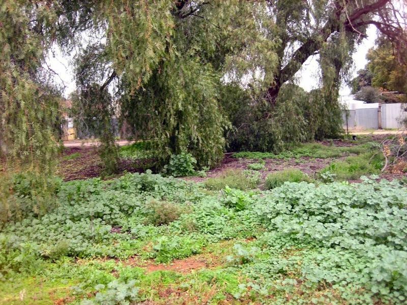 21 Young Street, Oaklands NSW 2646