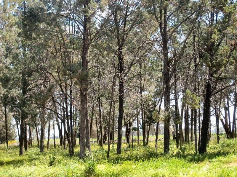 677 Oaklands Road, Berrigan NSW 2712