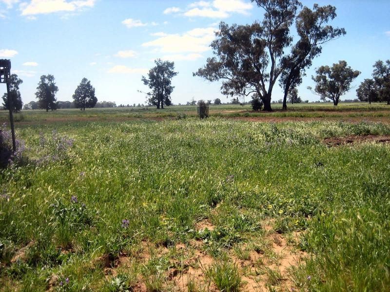 677 Oaklands Road, Berrigan NSW 2712