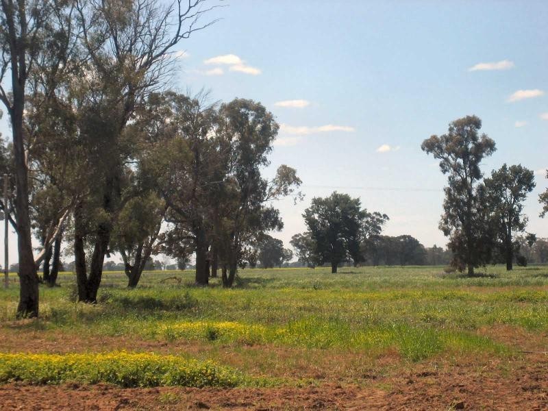 677 Oaklands Road, Berrigan NSW 2712