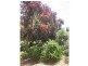 29 Cobram Street, Berrigan NSW 2712