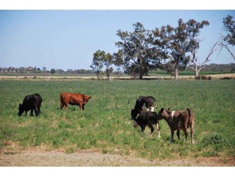 Cobram VIC 3644
