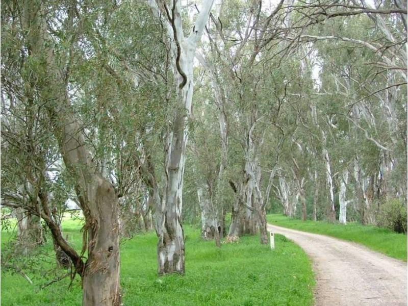 366 Ruttles Road, Strathmerton VIC 3641