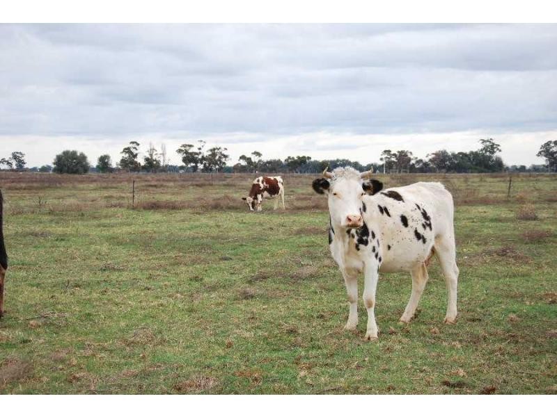 00 Tyacks Road, Yalca VIC 3637